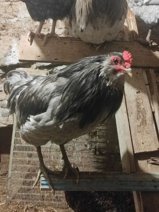 Півні Амераукана