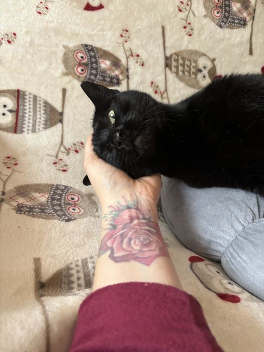 Moranguinha procura uma familia