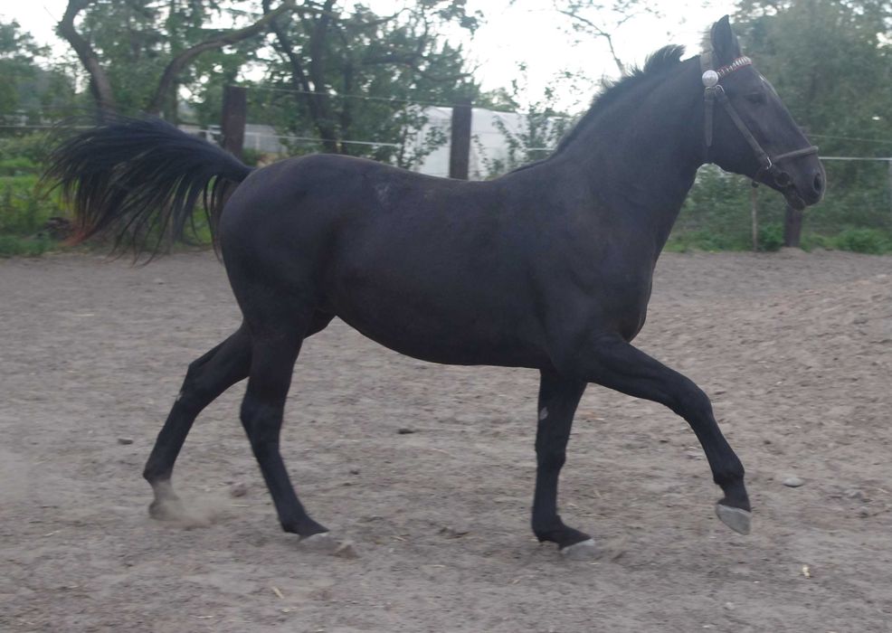 Klacz śląska po ogierze Luby