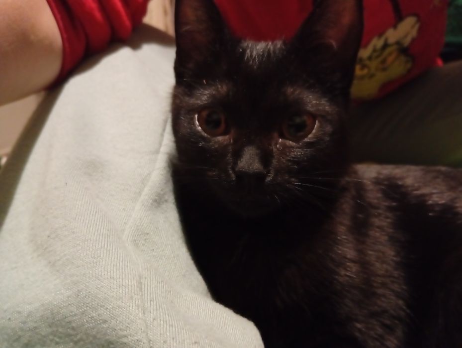 Кошеня в добрі руки