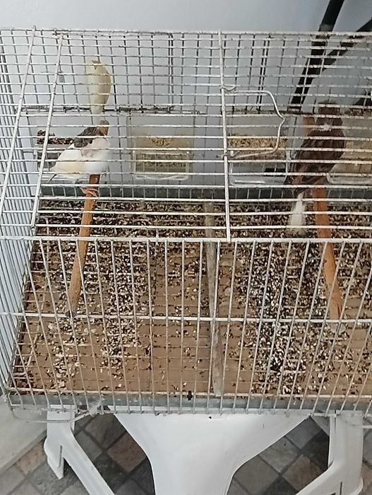 Alerquim português 2025