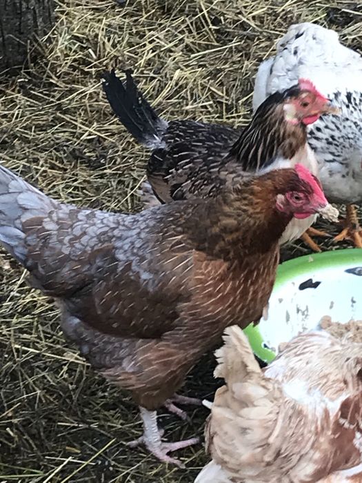 Інкубаційні яйця