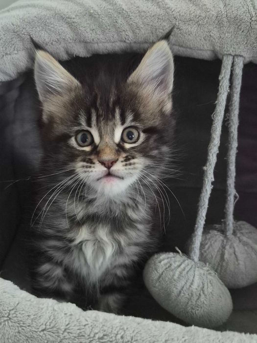 Klopsik kocurek Maine Coon