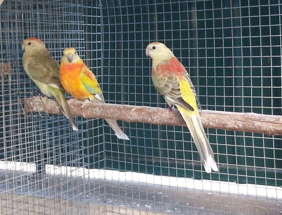 Red rumpeds  de 2025