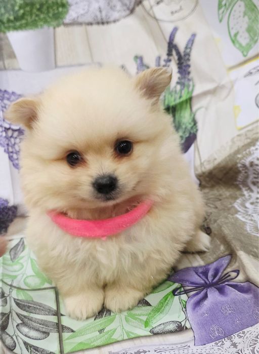 Spitz alemao menina linda