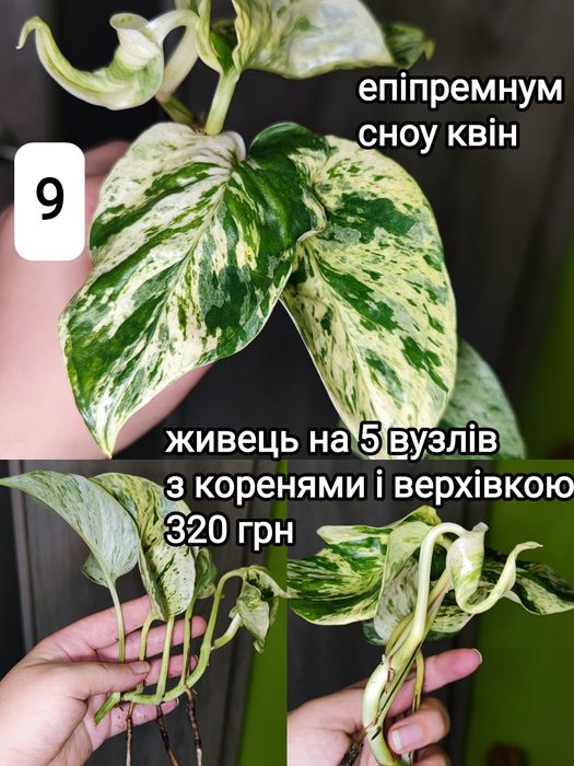 хойя burtonie ds70 variegated, крімсон квін, супер сільвер ескімо, nova ghost, філодендрон ring of fire, спатифілум Jessica x city of angels Indonesia