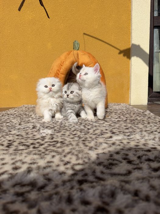 Шотландські кошенята шукають люблячих господарів