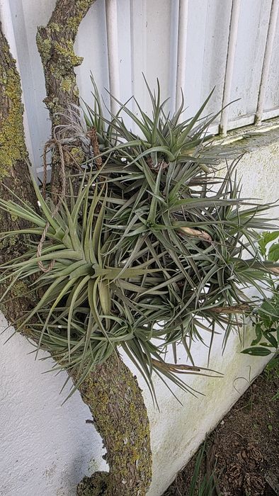 Tilandsia, planta aérea, sem vaso
