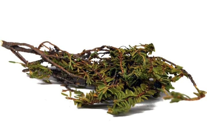 Шикша Алтайська трава