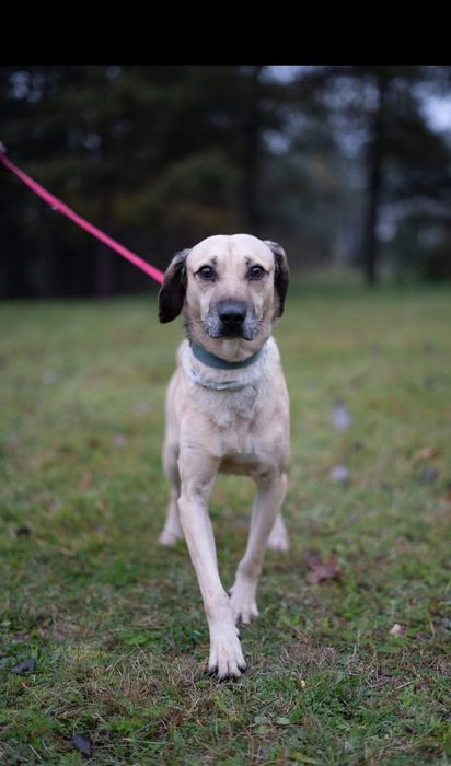 Meesi piesek ze schroniska w Rybniku