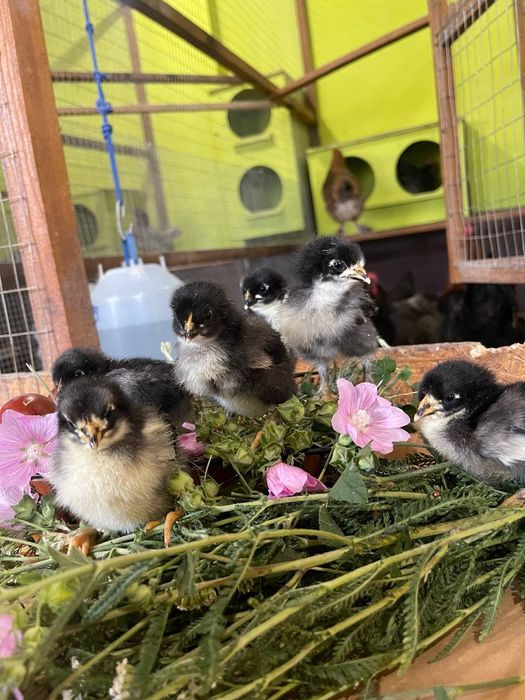 ЧМ Маран -курчата