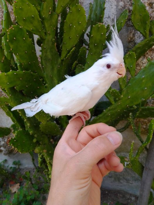 Caturras Domesticadas