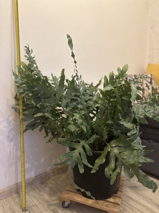 Продам великий напольний вазон папороть