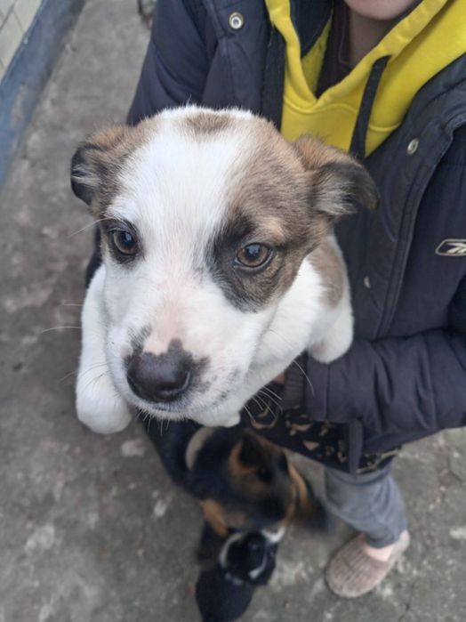 Шукаємо люблячий дім для цуценят

На жаль, шість маленьких цуцен