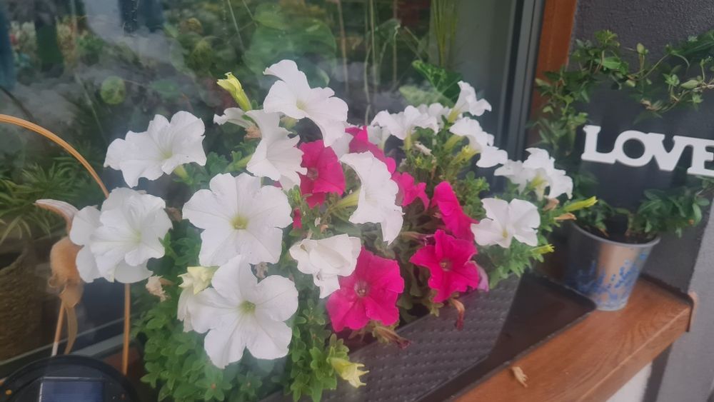 Surfinia Petunia supertunia tanie sadzonki w doniczce na balkon taras