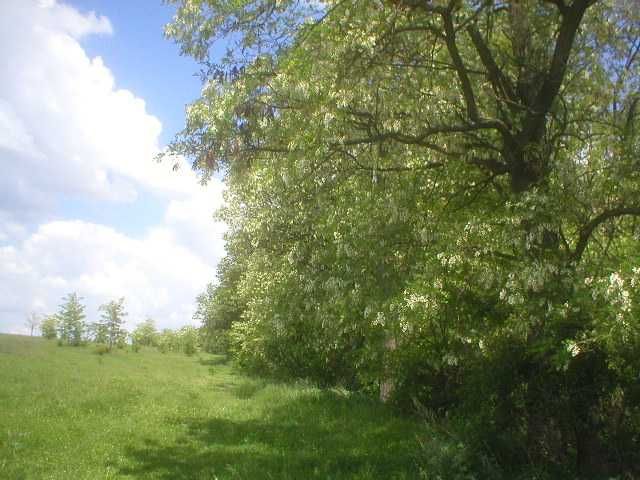 Продам землю ОСГ ПАЙ 12 га плюс будинок і склад. Капельне  зрошення.