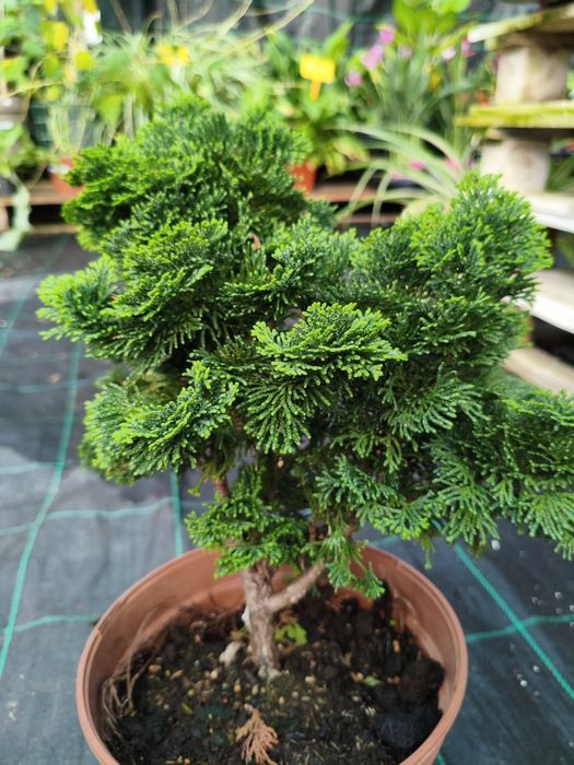 Cipreste Anão de Hinoki (chamaecyparis obtusa nana gracilis) - planta em vaso