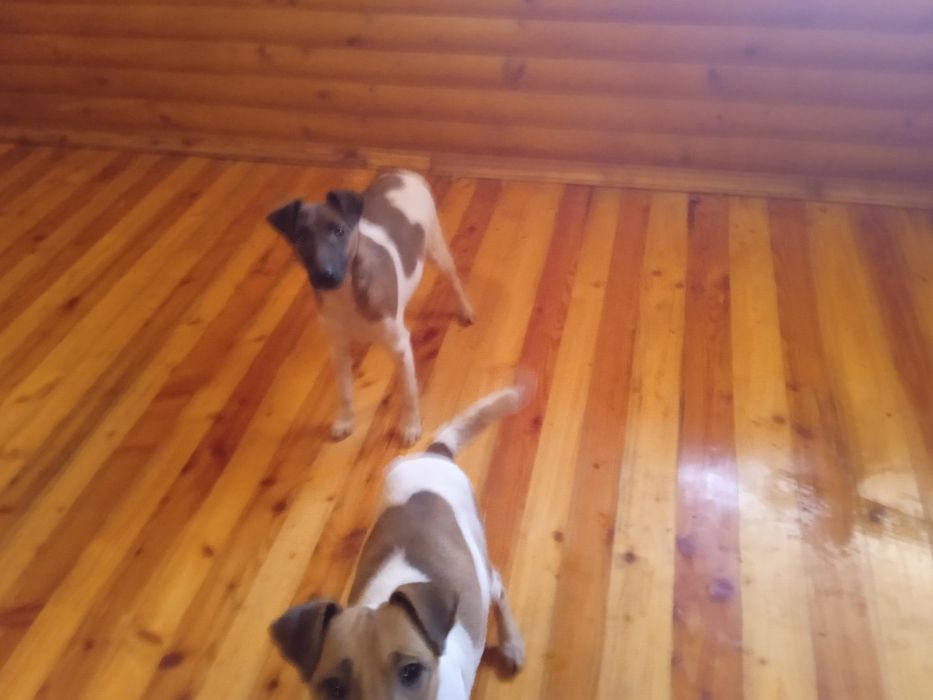 Продам цуценят породи гладкошерстний фокстерєр