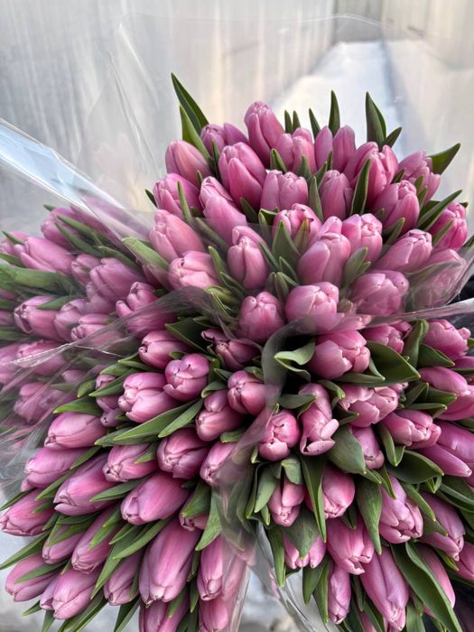 Квіти Тюльпани зріз опт