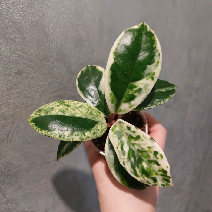 Hoya Carnosa Madara