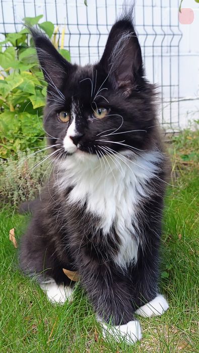 Samiec Maine Coon