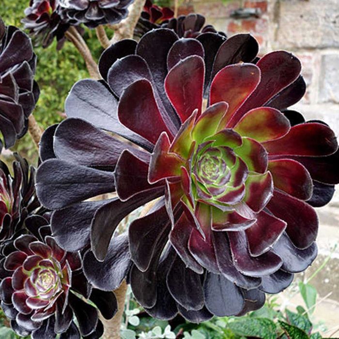 Suculenta Aeonium ROSA NEGRA - Lindissimas
