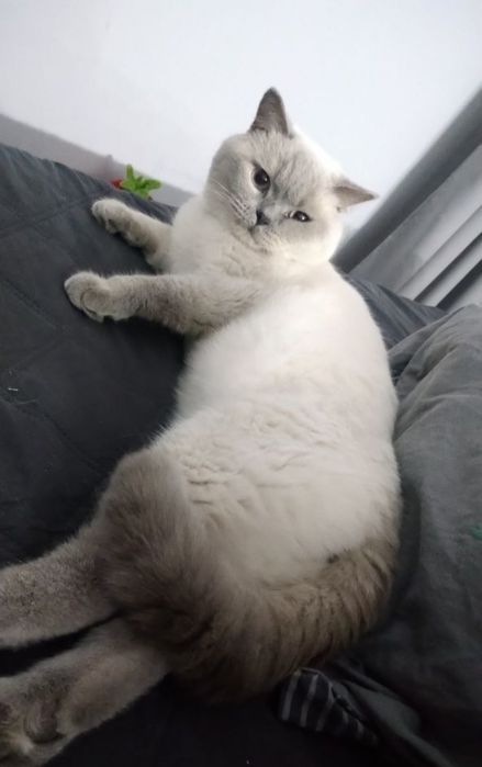 Шотландський хлопець