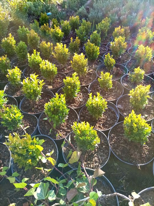 Bukszpan semperweris i sufruticosa