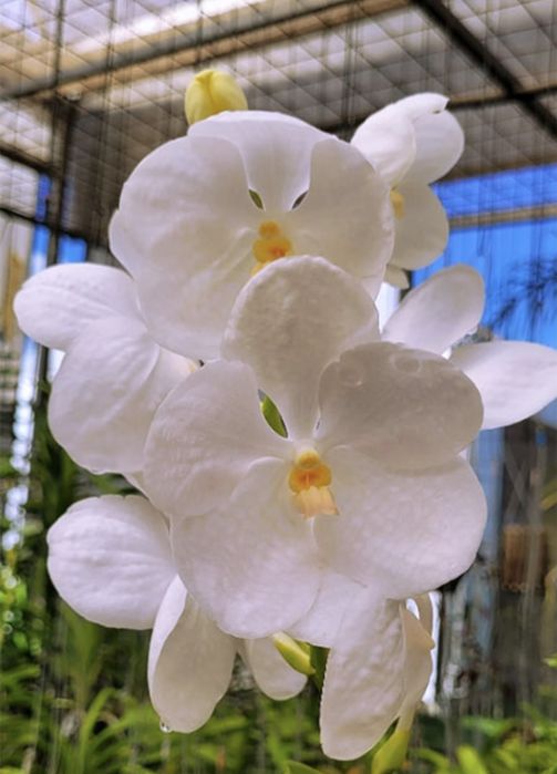 Ванда Vanda орхидея