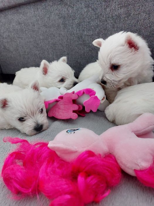 West Highland White Terrier.