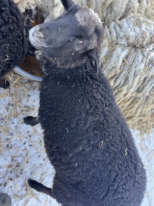 Баран романівської породи