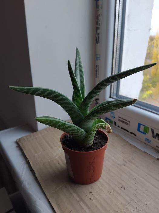 Комнатные растения