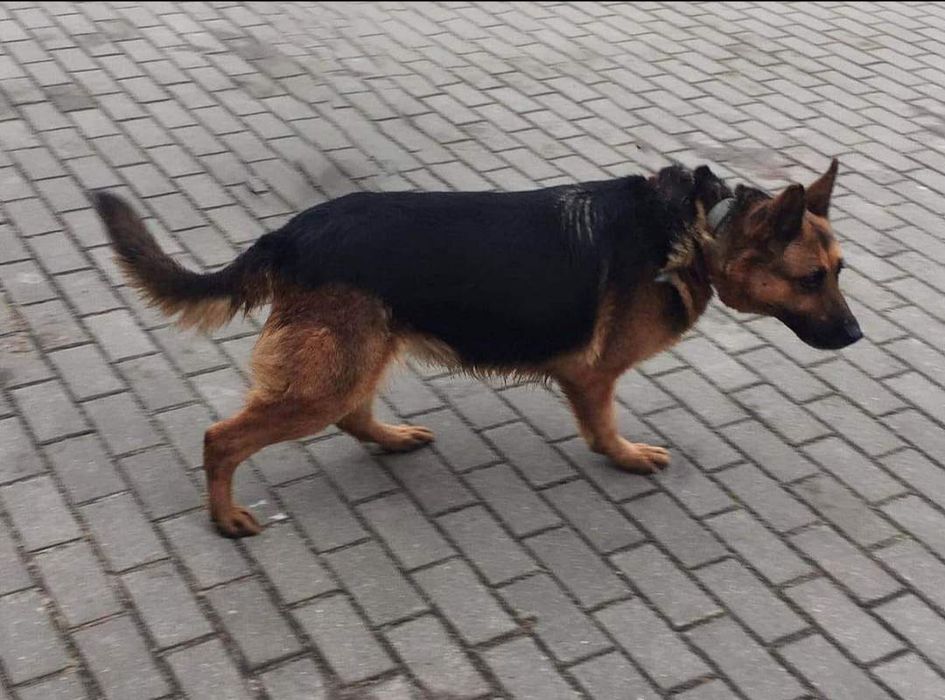 Gabi do adopcji  , sunia ma około 4 lata
