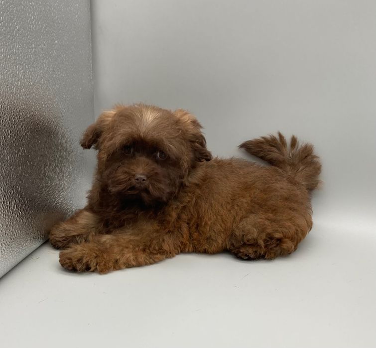 Супер- няшка дівчинка- цуценя Мальтипу шоколад колор-пойнт