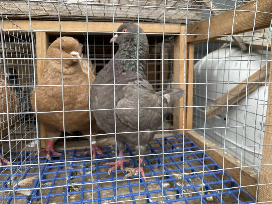 Мотонаколіники утеплені