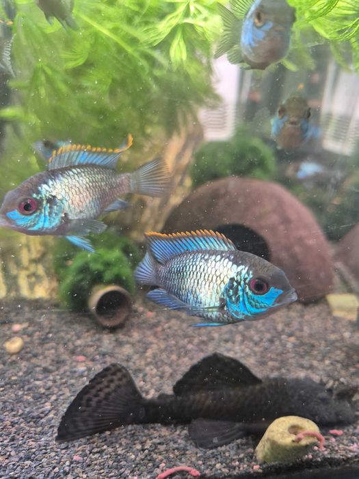 Akara electricblue