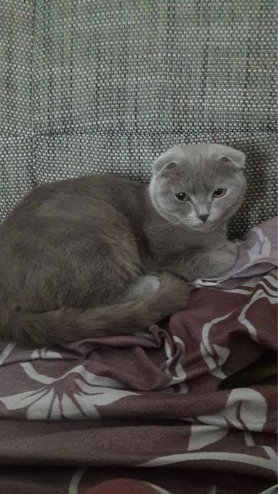 Отдам британскую вислоухую кошечку