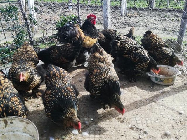 Яйце для інкубації, курчата, Кохінхін – блакитний, лавандовий, золото.