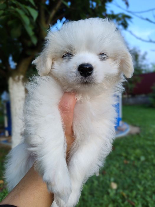 Мальтійська болонка мальтезе цуценята