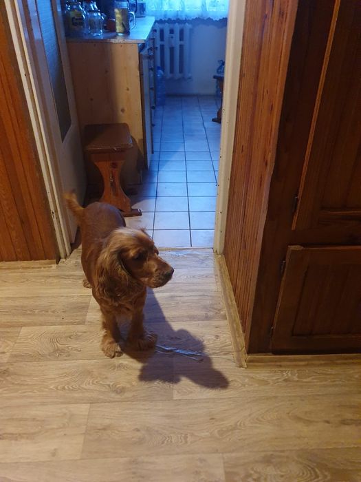 Suczka Cocker Spaniel