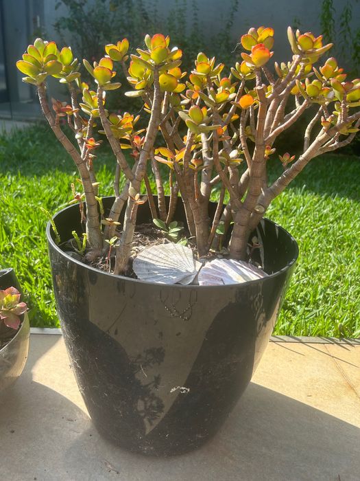 Cactos e suculentas