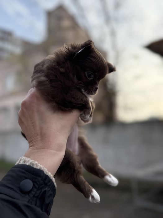 Чихуахуа шоколадная девочка