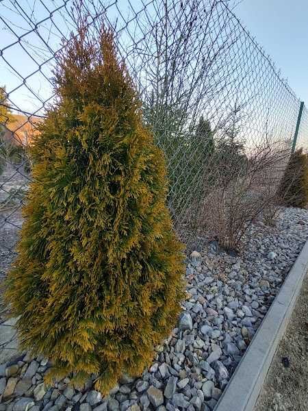 TUJA szmaragd zielona , oraz GOLD, kopana z gruntu