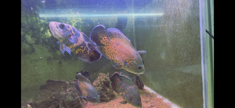 Oscares red e oscar red tiger