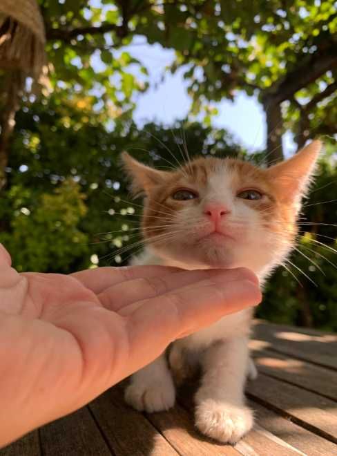 gato bebé 2 meses adoçao amarelo