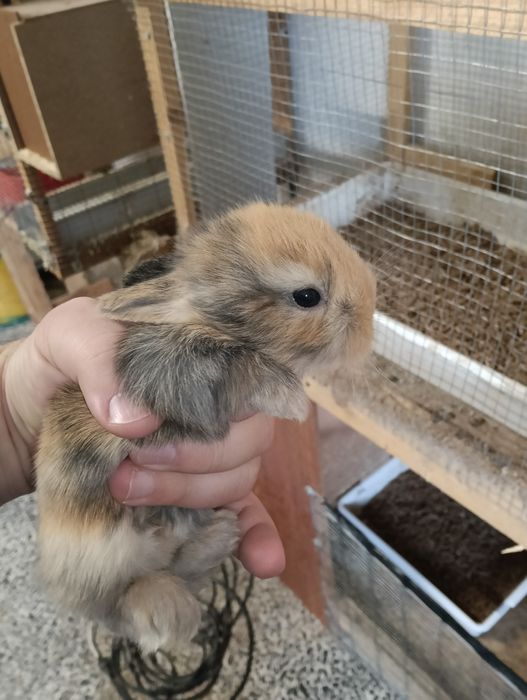 Coelhos anões lionhead