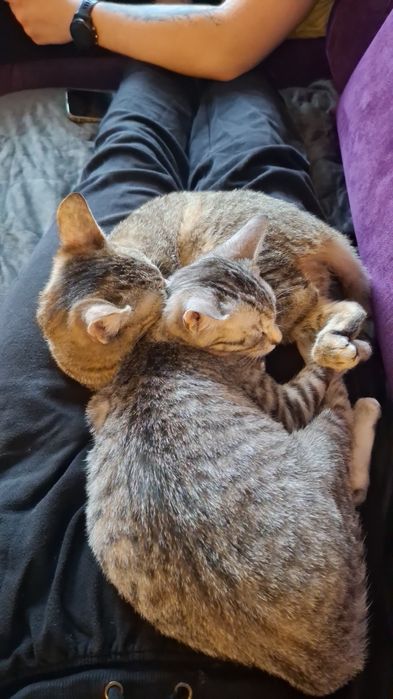 2 kochane przytulaśne kotki do adopcji