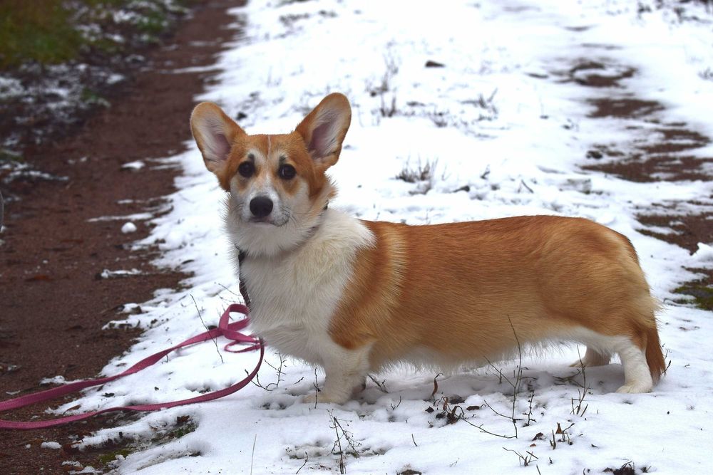 Цуценята вельш коргі пемброк