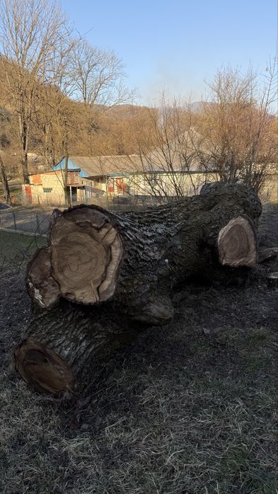 Масив грецького горіха (кругляк)