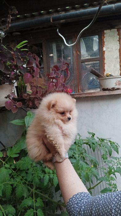 Мальчик помераского шпица